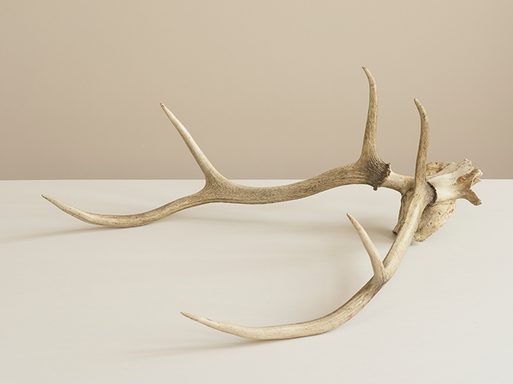 Photograph of deer antlers on a white surface with a cream background