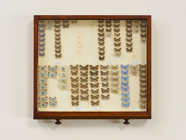 Photograph of a vintage wooden cabinet drawer containing rows of blue, white and brown butterflies