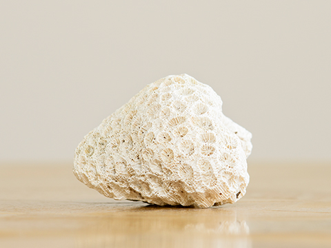 Photograph of a white and purple coral fragment on a wooden table with grey background